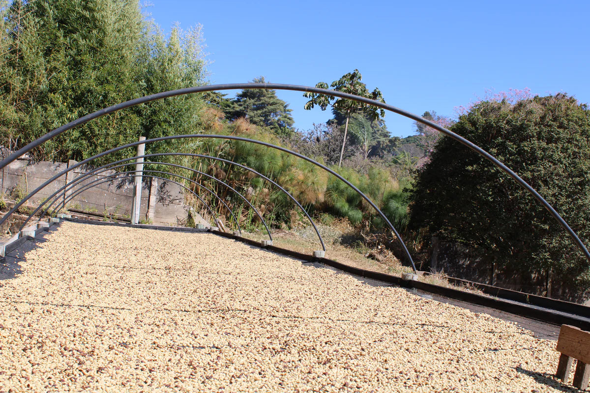 Café Pista - Fazenda Recreio