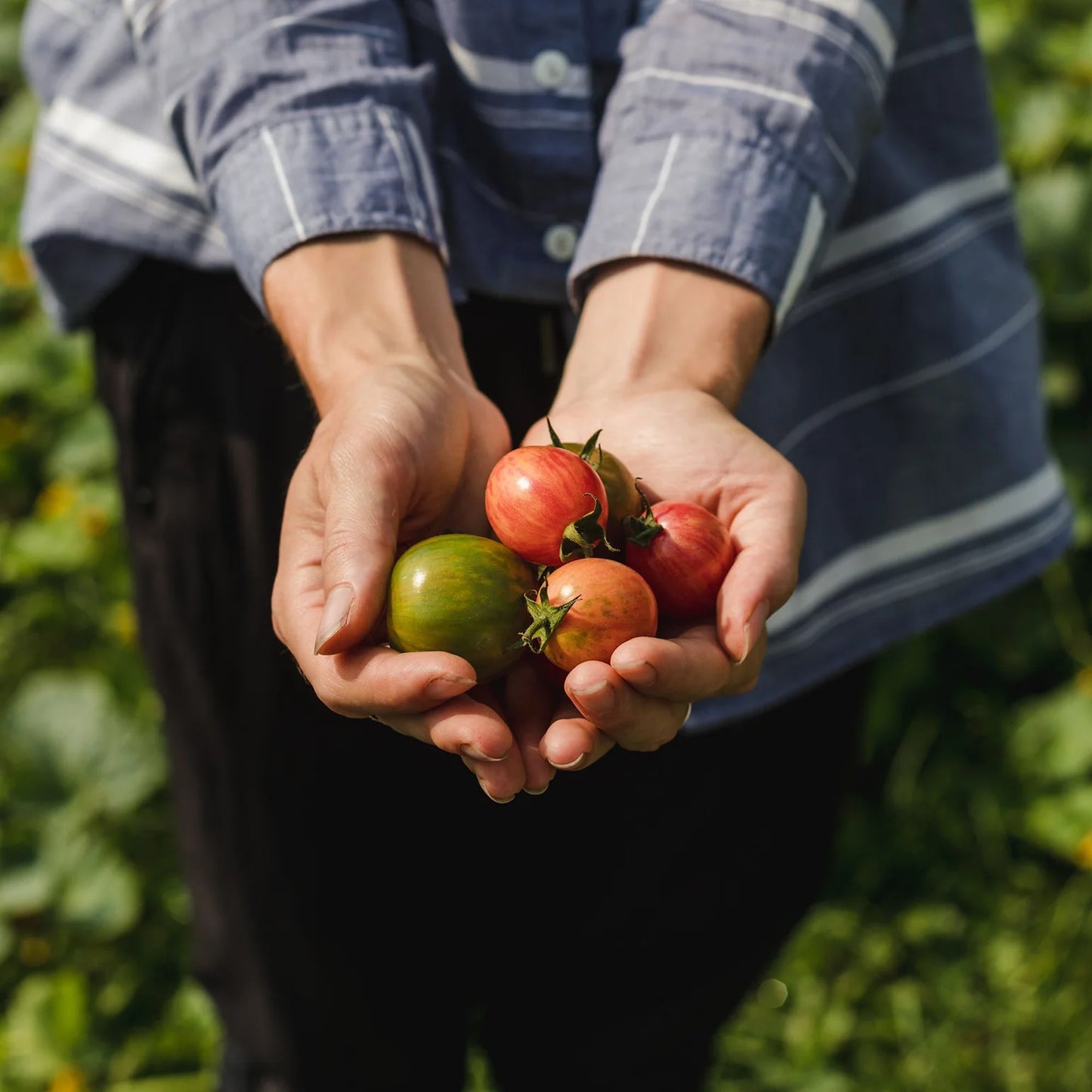 Coffret de semences - La collection de tomates
