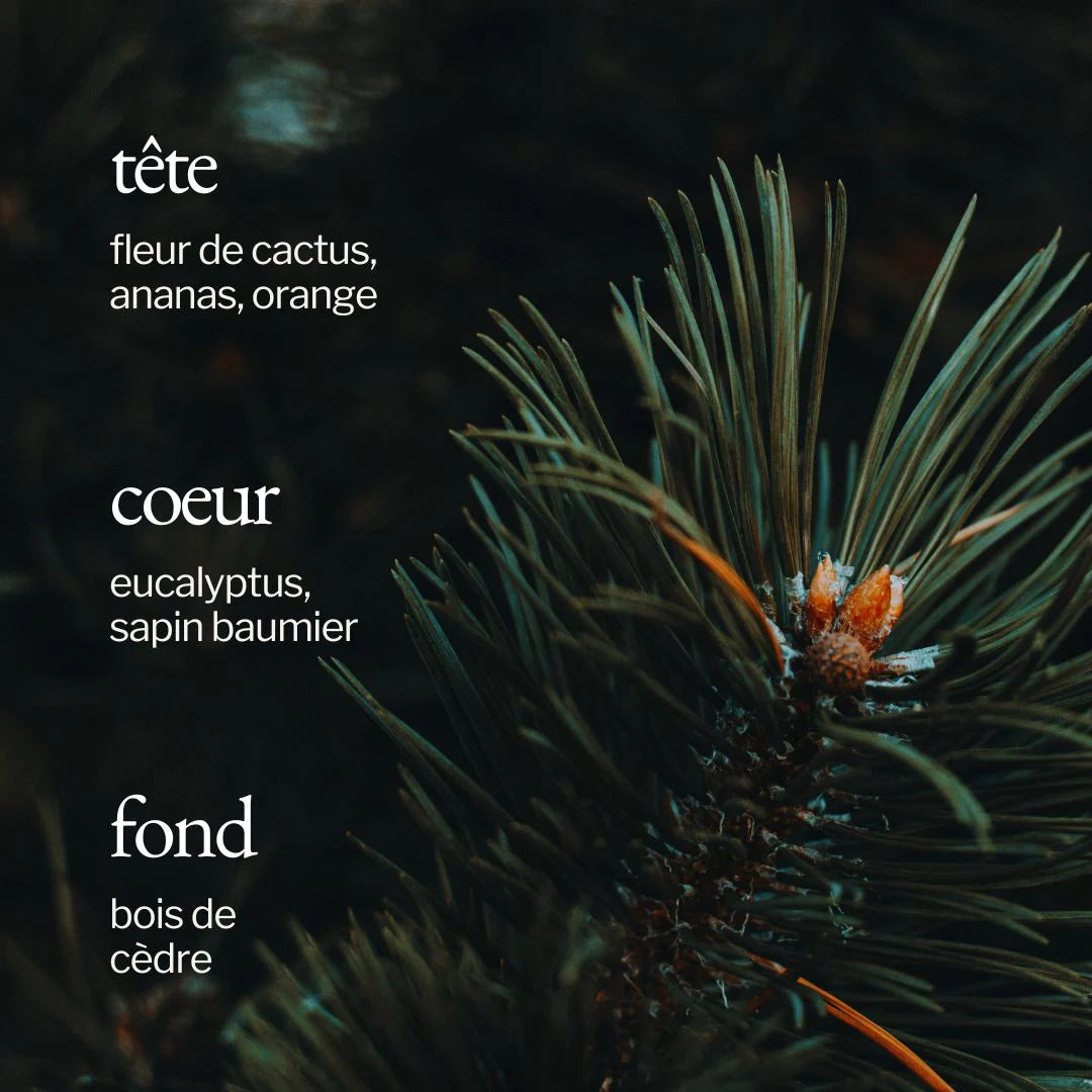 Bougie - Sapin + Fleur de cactus