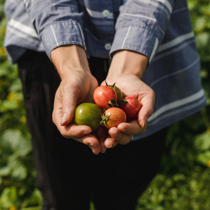 Coffret de semences - La collection de tomates