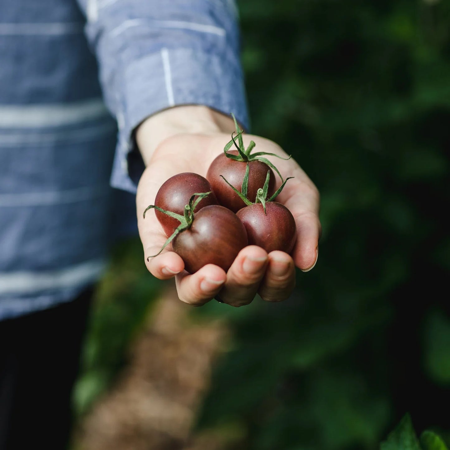Coffret de semences - La collection de tomates